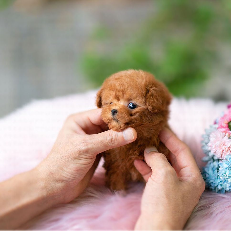 So adorable 可 愛 す ぎ る 動 物, ポ メ ラ ニ ア ン 子 犬, ポ メ ラ ニ ア ン か わ い い
