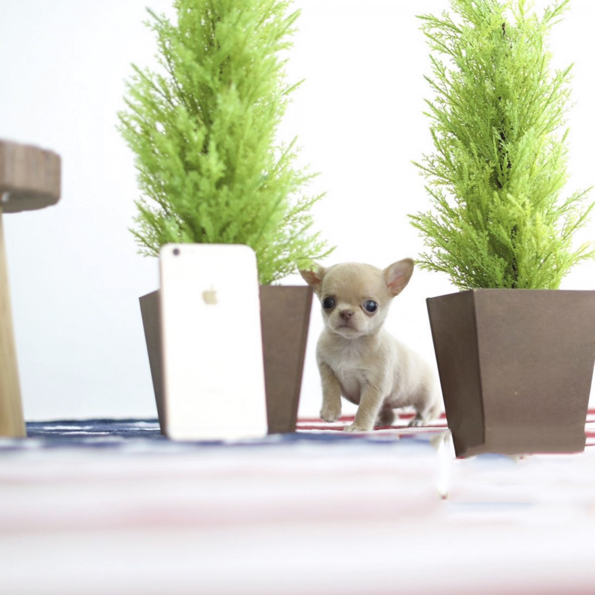 Thumbnail: Cassie Micro Chihuahua