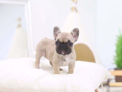 Fabio Mini French Bulldog