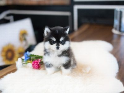 Gucci Teacup Pomsky