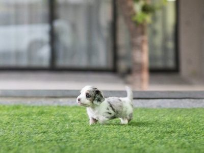 Daxel Teacup Doxie