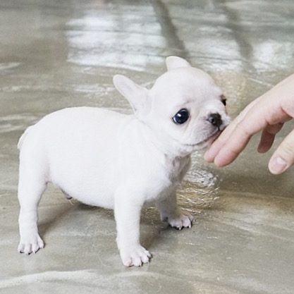 Main Image of Finnigan Teacup Frenchie