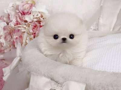 Stella White Micro Pom