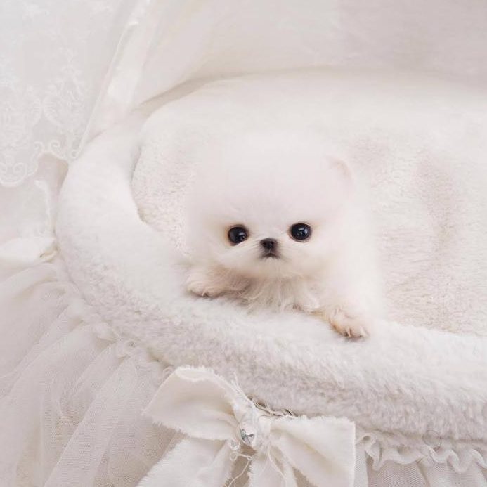 Thumbnail: Hudson White Micro Teacup Pomeranian