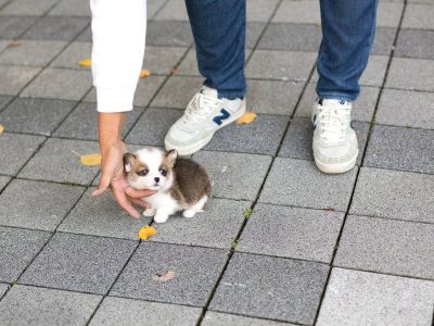 Vince Teacup Corgi