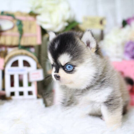 Kylie Teacup Pomsky - Image 2