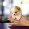 John Micro Pomeranian - Image 3