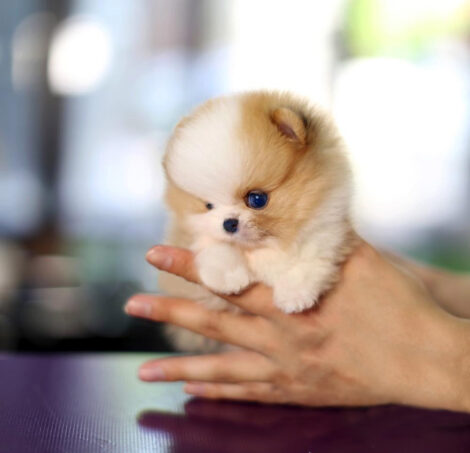 John Micro Pomeranian - Image 3