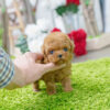 Bambi Cream Micro Poodle - Image 2