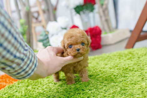 Bambi Cream Micro Poodle - Image 2