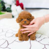 Bridget Red Micro Teacup Poodle - Image 4