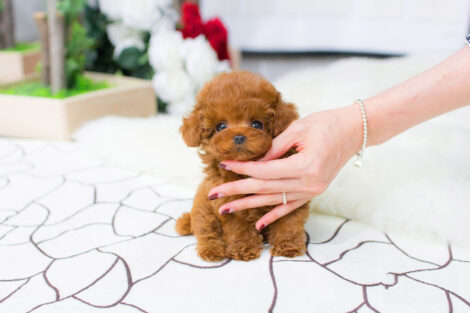 Bridget Red Micro Teacup Poodle - Image 4