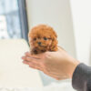Cooper Red Micro Poodle - Image 4