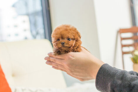Cooper Red Micro Poodle - Image 4
