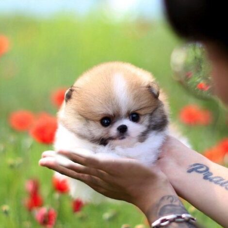 Jake Micro Teacup Pomeranian