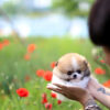 Jake Micro Teacup Pomeranian - Image 4