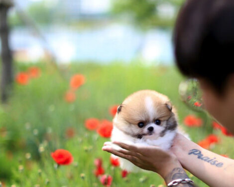 Jake Micro Teacup Pomeranian - Image 4