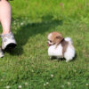 Jake Micro Teacup Pomeranian - Image 5