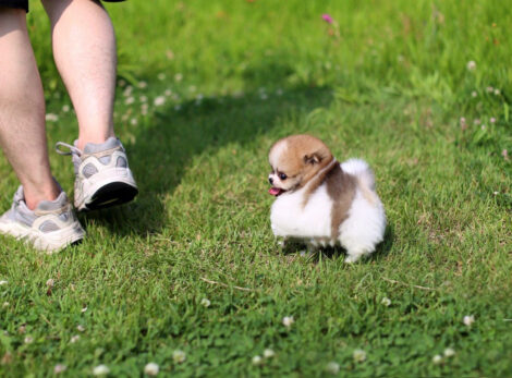 Jake Micro Teacup Pomeranian - Image 5