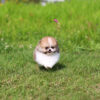 Jake Micro Teacup Pomeranian - Image 2