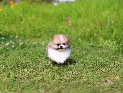 Jake Micro Teacup Pomeranian - Image 2