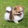 Jake Micro Teacup Pomeranian - Image 3