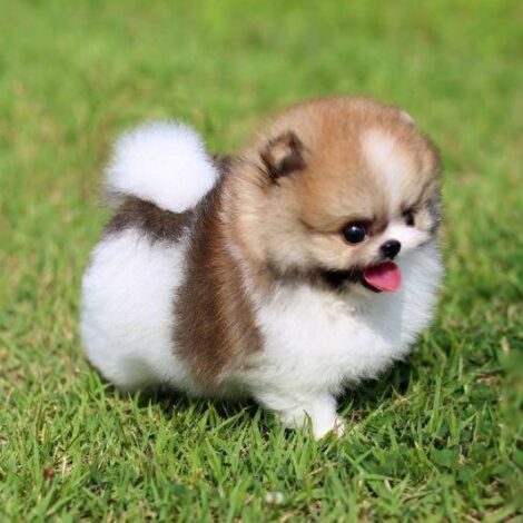 Jake Micro Teacup Pomeranian - Image 3