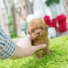 Bambi Cream Micro Poodle - Image 5