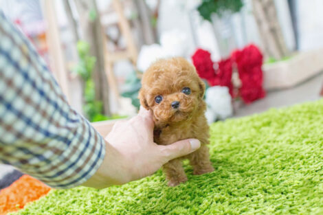 Bambi Cream Micro Poodle - Image 5