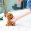 Bridget Red Micro Teacup Poodle - Image 5