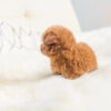 Cooper Red Micro Poodle - Image 5