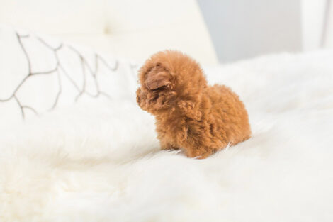 Cooper Red Micro Poodle - Image 5
