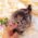 Addy Boo Tiny Pomeranian
