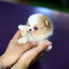 John Micro Pomeranian - Image 4