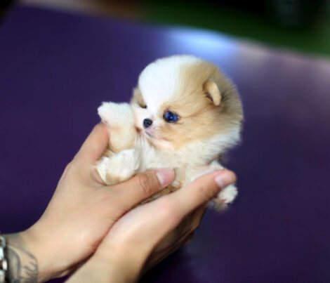 John Micro Pomeranian - Image 4