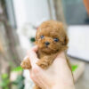 Bambi Cream Micro Poodle - Image 4