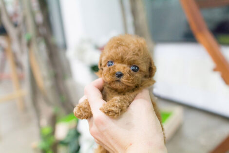 Bambi Cream Micro Poodle - Image 4