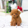Bridget Red Micro Teacup Poodle - Image 6