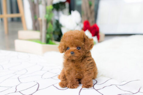 Bridget Red Micro Teacup Poodle - Image 6