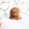 Cooper Red Micro Poodle