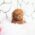 Cooper Red Micro Poodle