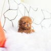 Cooper Red Micro Poodle - Image 6