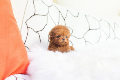 Cooper Red Micro Poodle - Image 6