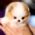 John Micro Pomeranian