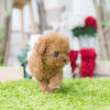 Bambi Cream Micro Poodle - Image 3