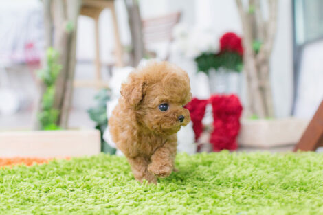 Bambi Cream Micro Poodle - Image 3