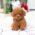 Bridget Red Micro Teacup Poodle