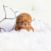 Cooper Red Micro Poodle - Image 2