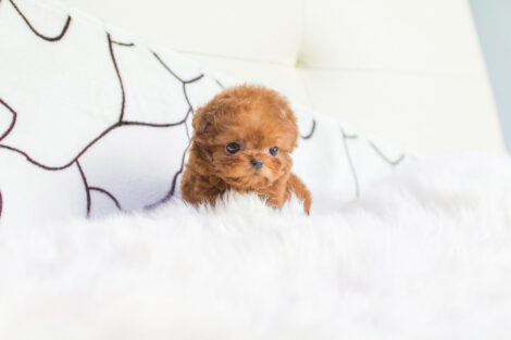 Cooper Red Micro Poodle - Image 2