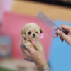 Amelia Cream Micro Poodle